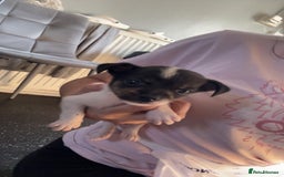 Jack Russell dogs for sale: Jack Russell  - Image 4
