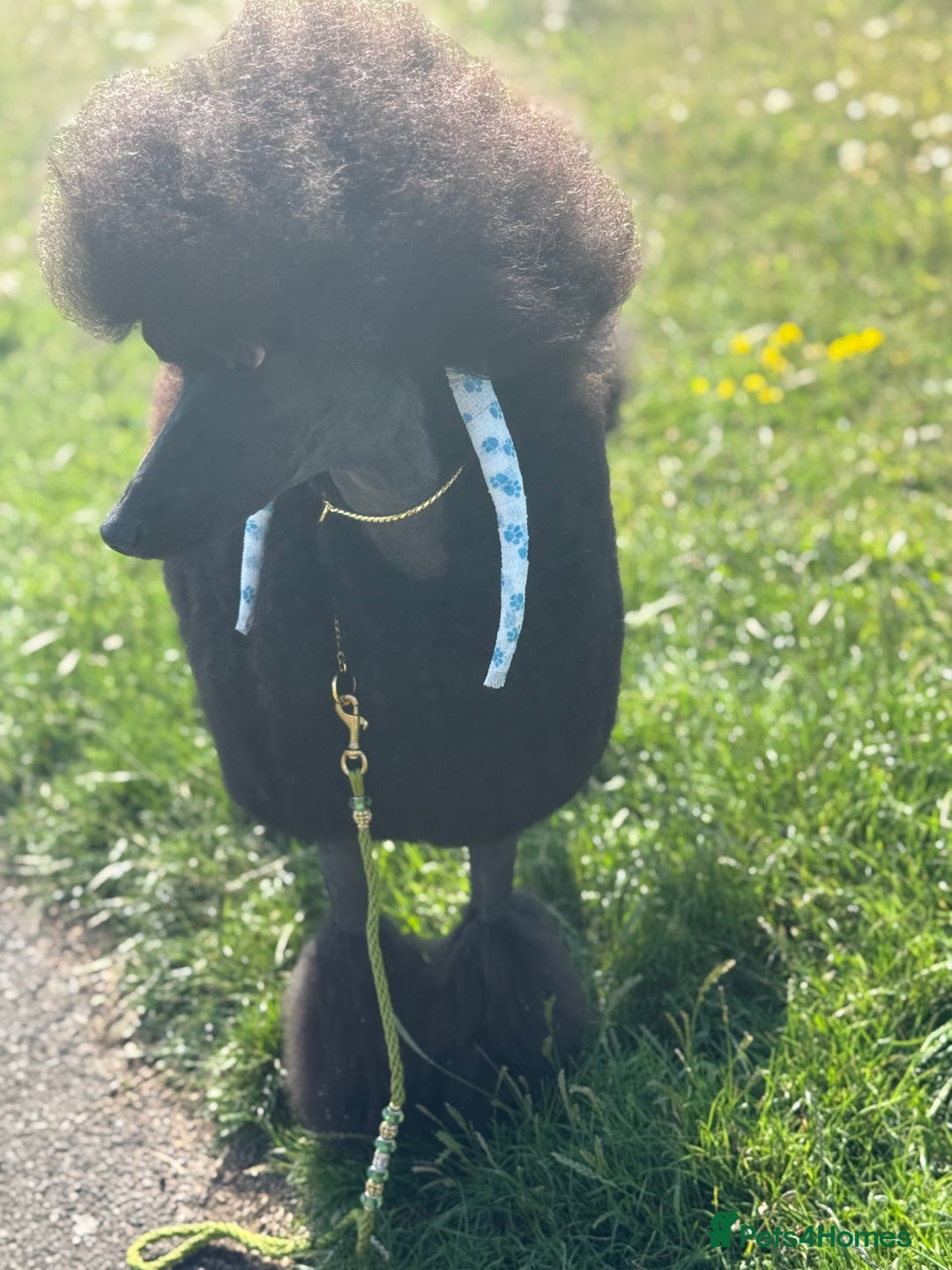 Standard Poodle dogs for sale: 1 KC Black standard poodle puppy - Advert 7