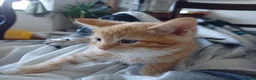 Mixed Breed cats for sale: Six boys and one girl😍😍😍 - Advert 26