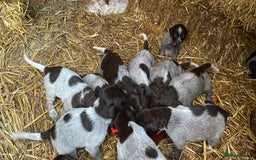 Mixed Breed dogs for sale: GDP and  griffen pointer f1 hybrid  - Image 6
