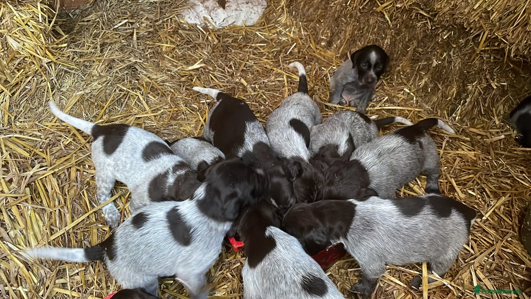 Mixed Breed dogs for sale: GDP and  griffen pointer f1 hybrid  - Image 6