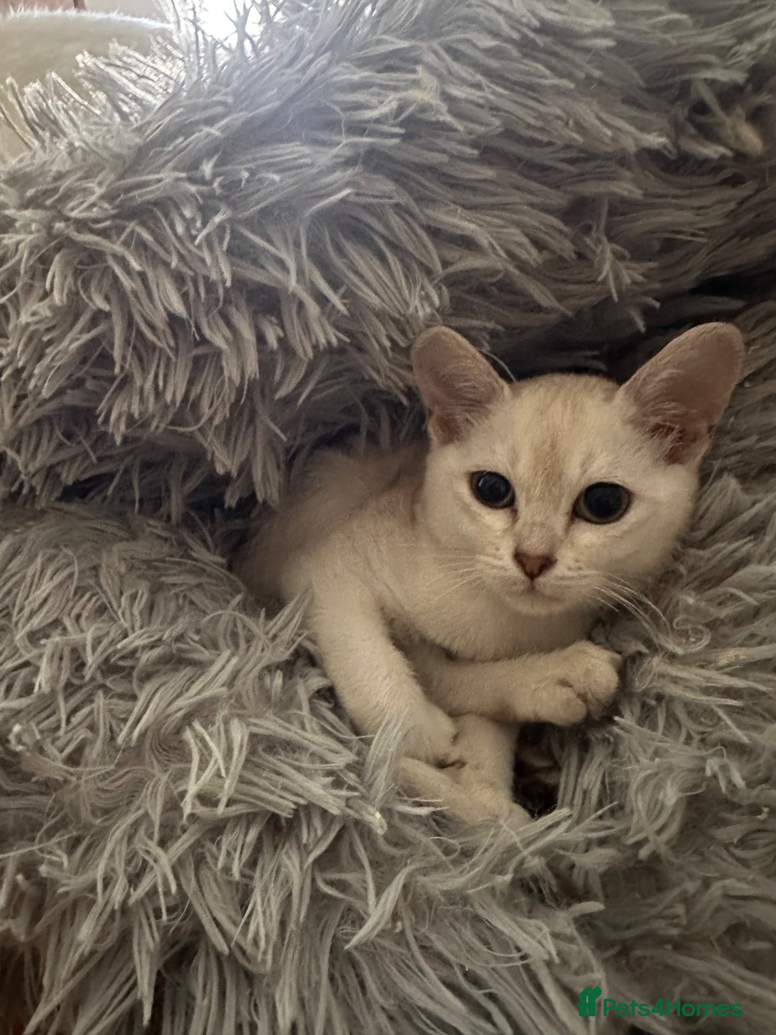 Burmese cats GCcF reg pedigree kittens  - Advert 11