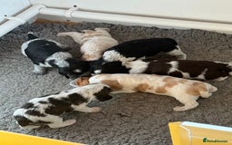Cocker Spaniel dogs for sale: Ready now - fully health tested show cocker boy  - Image 5
