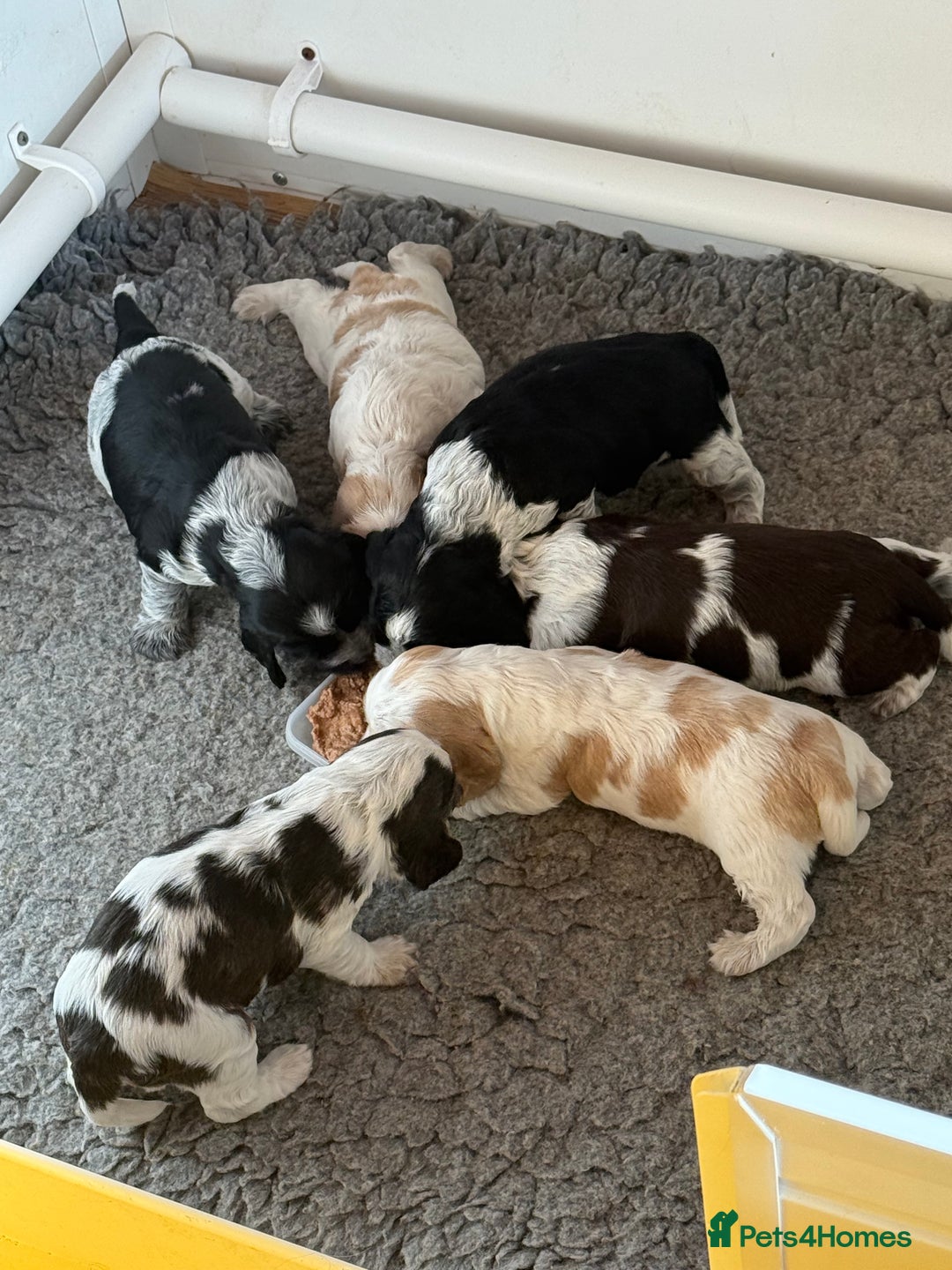 Cocker Spaniel dogs for sale: Ready now - fully health tested show cocker boy  - Image 5