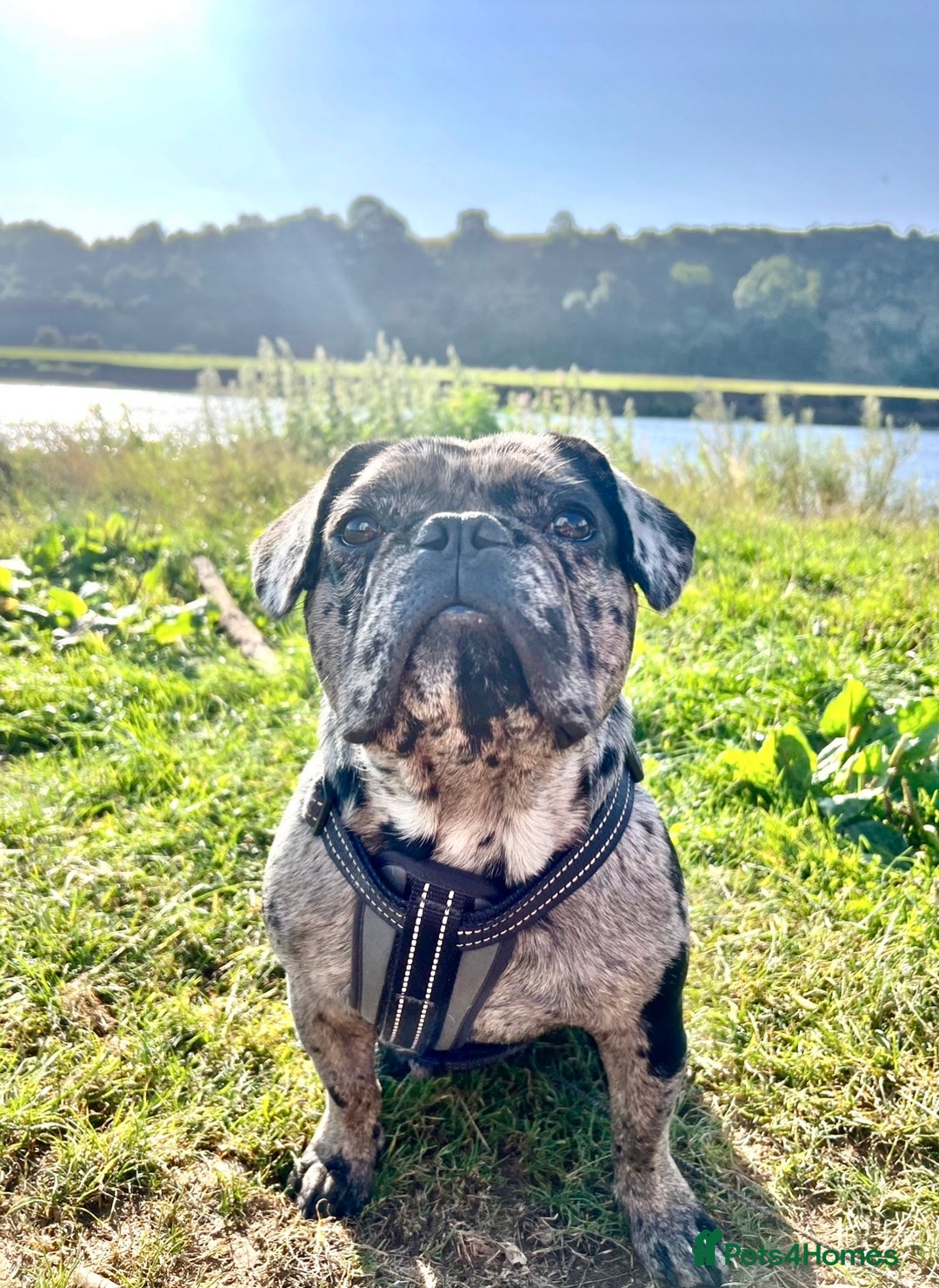 French Bulldog dogs for sale: Blue Merle French Bulldog - Image 4