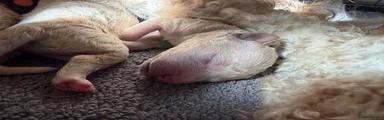 Mixed Breed 1 - Green