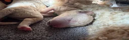 Mixed Breed dogs for sale: 🐾 Australian Double Doodle Puppies Expected 🐾 - Advert 31