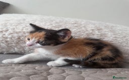 European cats for sale: Family kittens  - Image 2