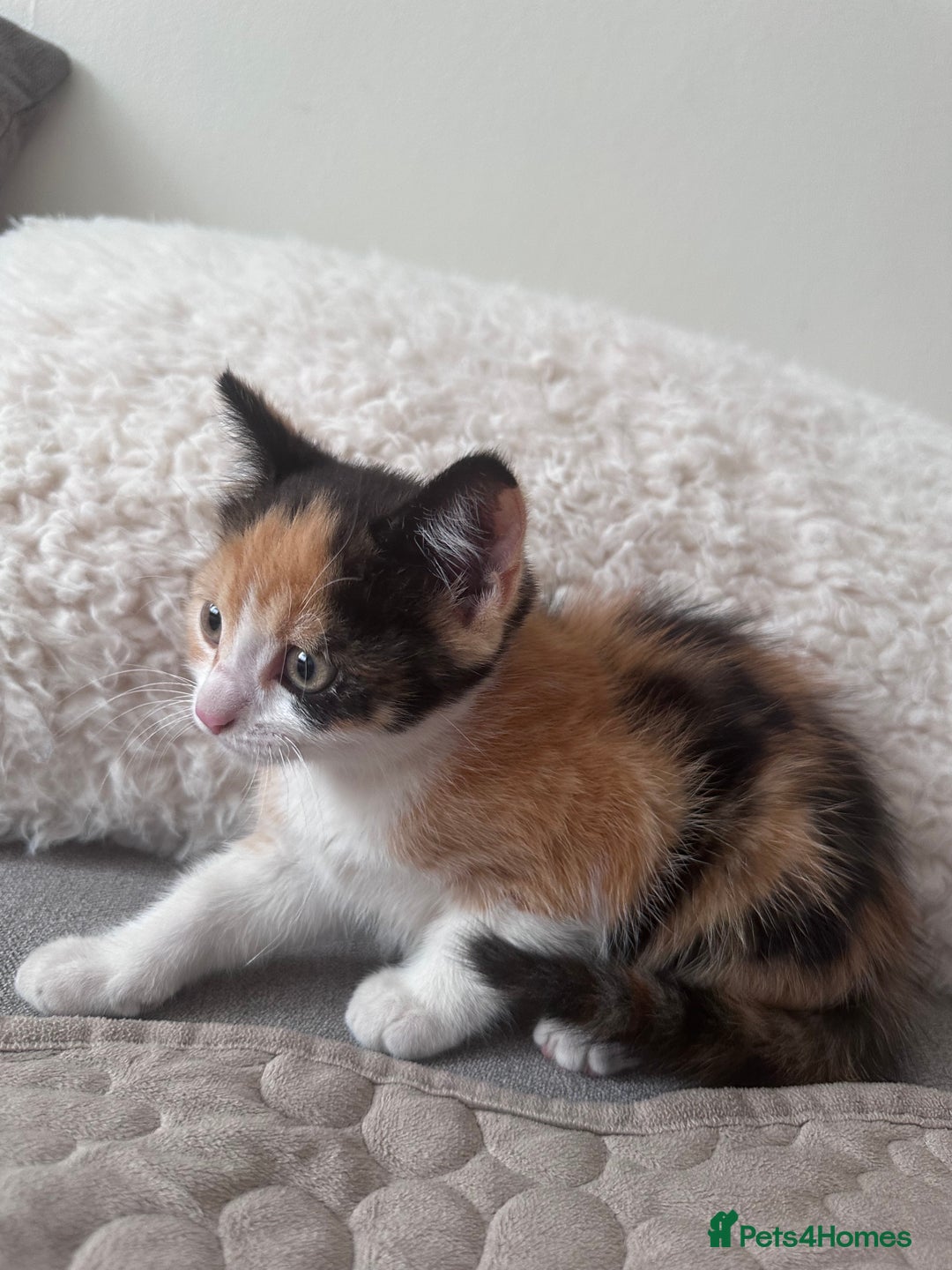 European cats for sale: Family kittens  - Image 2