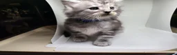 Maine Coon cats for sale: Maine Coon Kittens For Sale (Ready Soon) - Advert 7