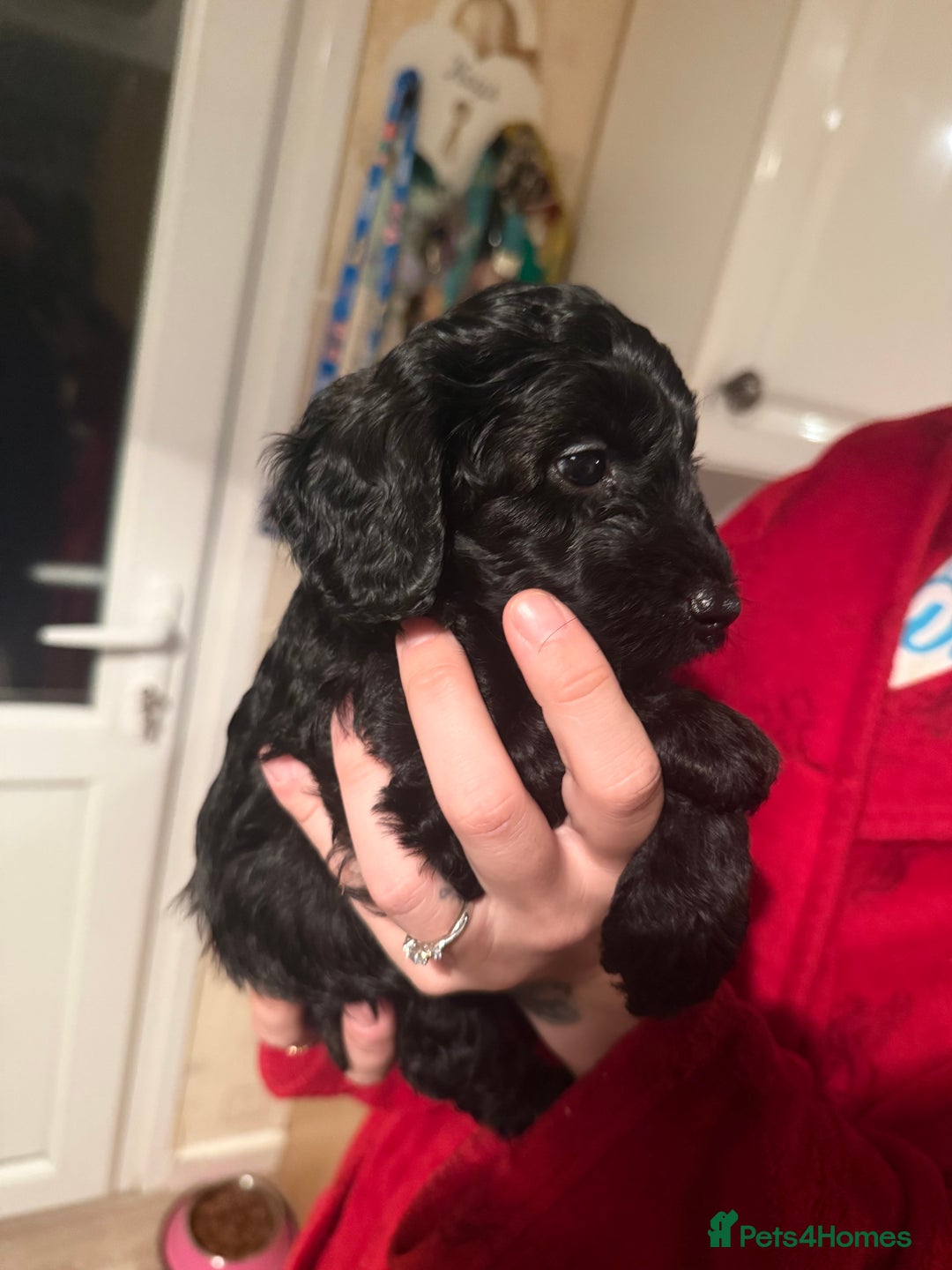 Cockapoo dogs for sale: Cockapoo f2 puppy  - Image 3