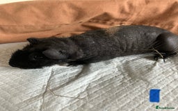 Guinea Pig rodents for sale: Well handled skinny pigs.  - Image 3