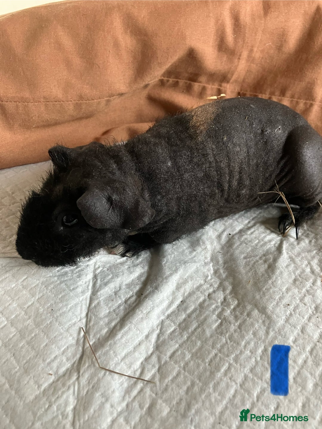 Guinea Pig rodents for sale: Well handled skinny pigs.  - Image 3