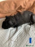Guinea Pig rodents - Advert 1