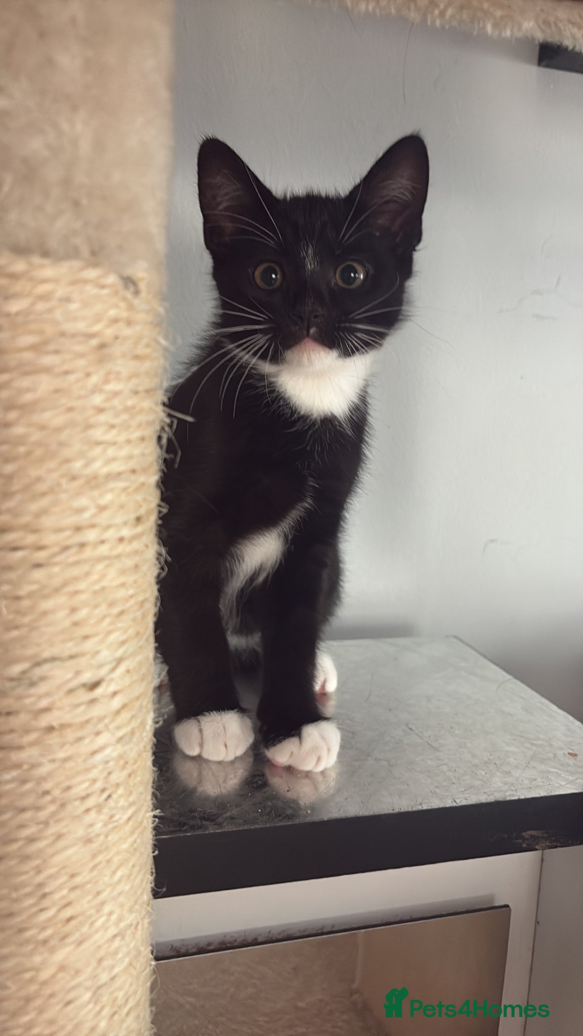 Mixed Breed cats Super cute kittens - Advert 2