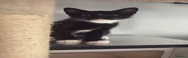 Mixed Breed Kitten 2