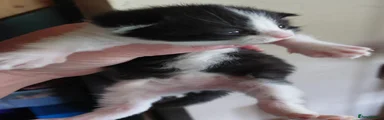Mixed Breed Kitten 2