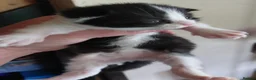 Mixed Breed cats for sale: 2 beautiful boys - Advert 3