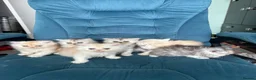Persian cats for sale: Beautiful Persian Kittens Available forLovingHomes - Advert 19
