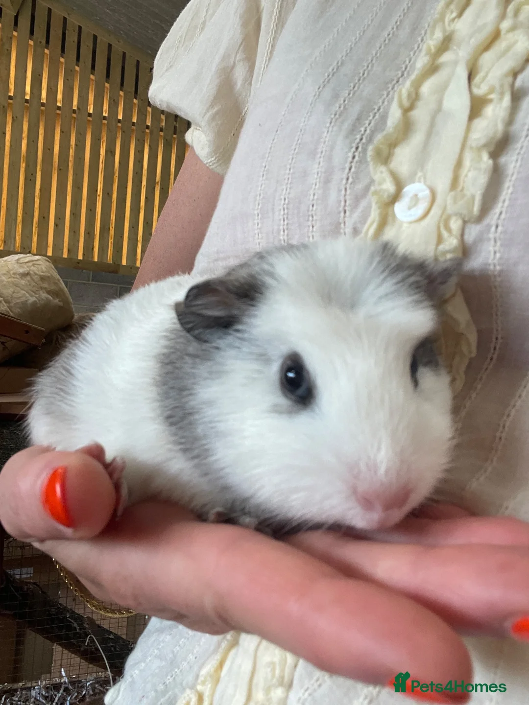 Guinea Pig rodents for sale: 3 male guinea pigs for sale - Advert 2
