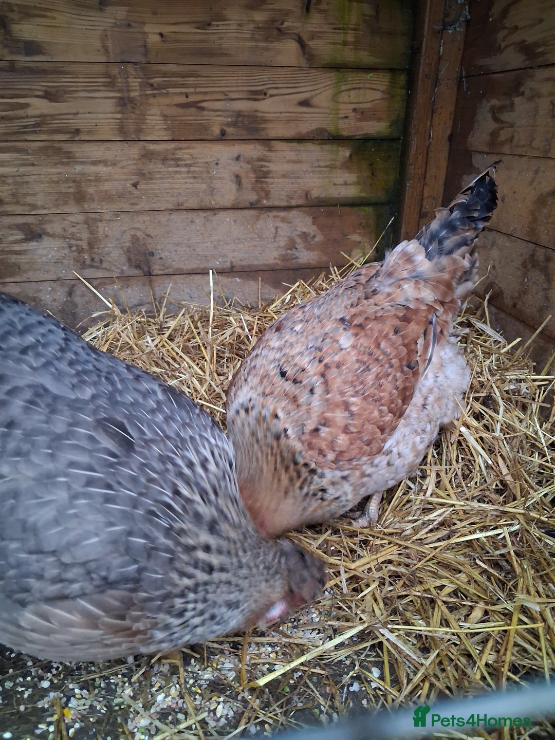 Chickens poultry for sale: 2 chickens - Advert 3