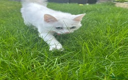 British Shorthair cats for sale: 3 beautiful kittens - Image 3