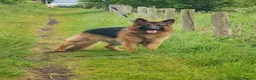 German Shepherd dogs for stud: Stunning 2.5yo Showline German Shepherd Stud in Leeds - Advert 3