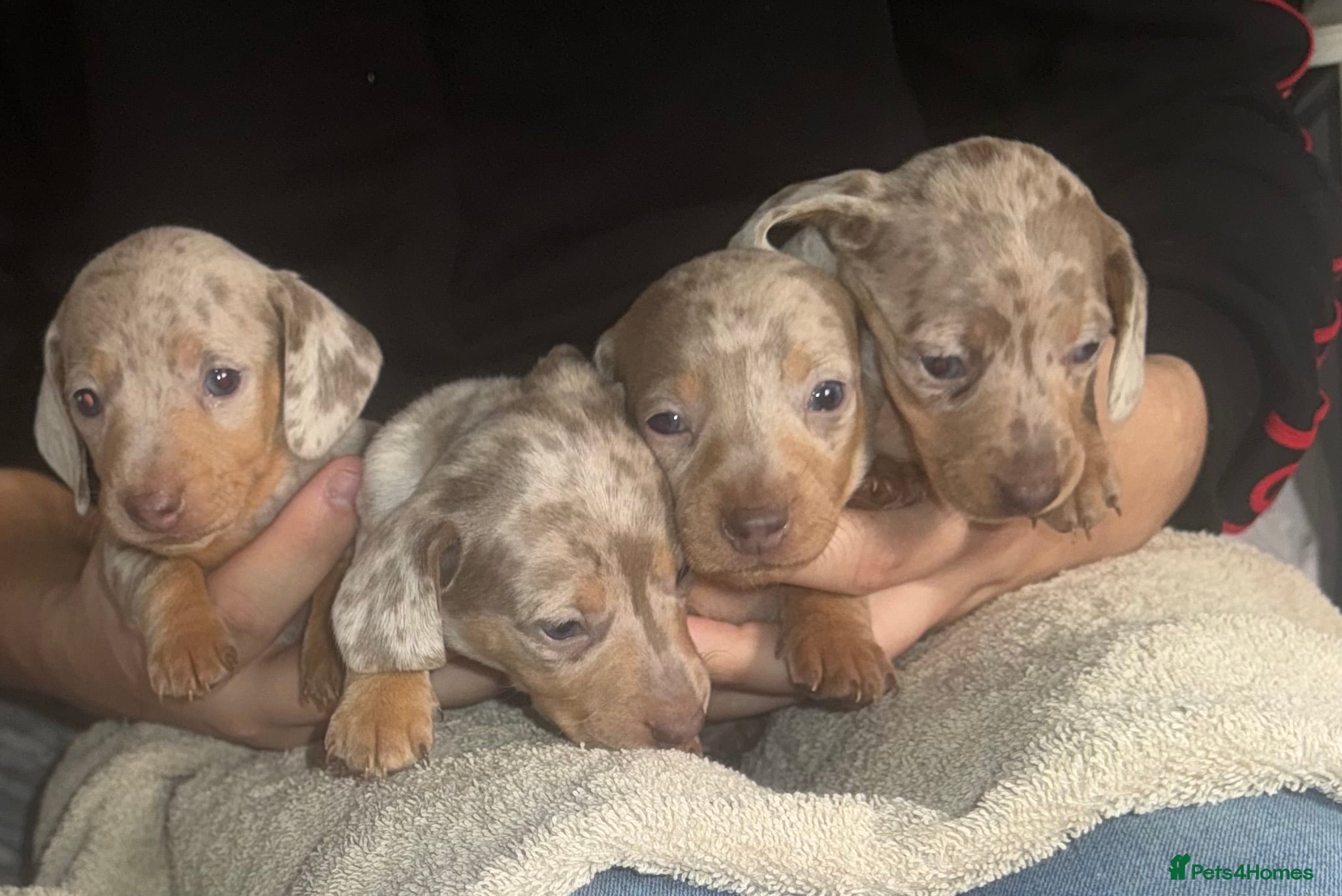 Miniature Dachshund dogs Isabella silver dapple miniature Daschound puppy’s - Advert 12