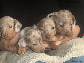 Miniature Dachshund dogs Isabella silver dapple miniature Daschound puppy’s - Advert 12