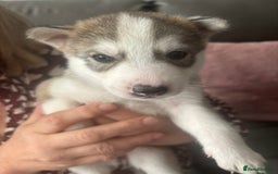 Siberian Husky dogs for sale: Siberian huskies  for sale  - Image 35