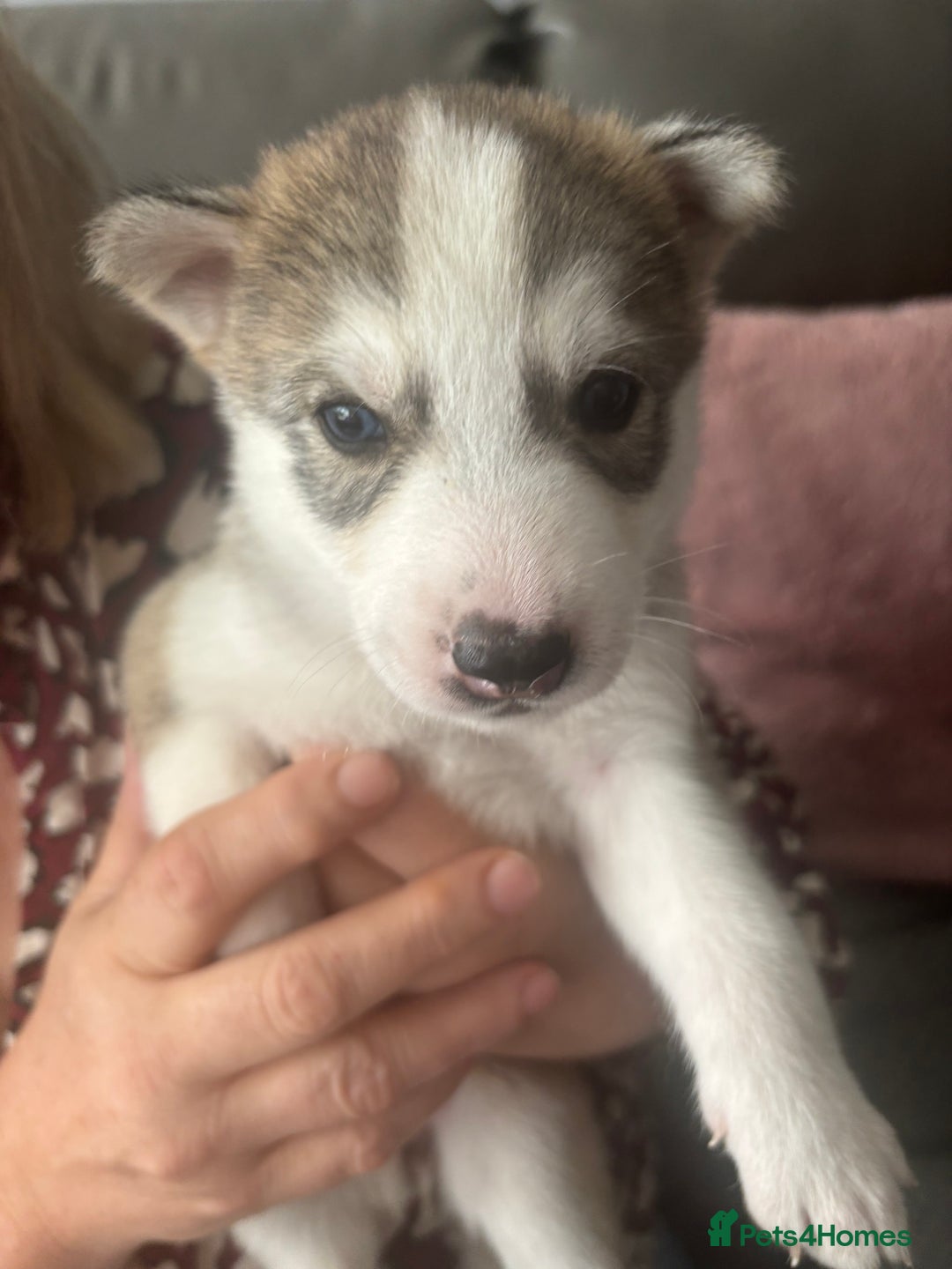 Siberian Husky dogs for sale: Siberian huskies  for sale  - Image 35