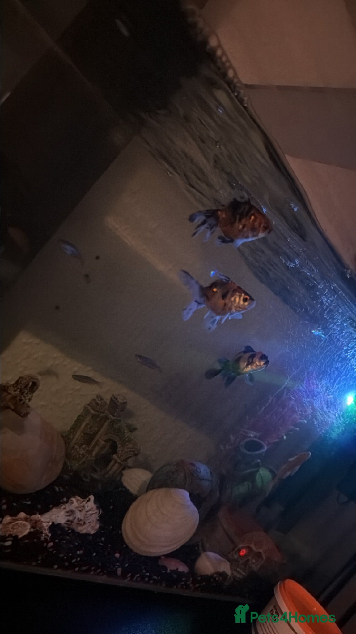 Plecos fish Male and female  - Advert 16
