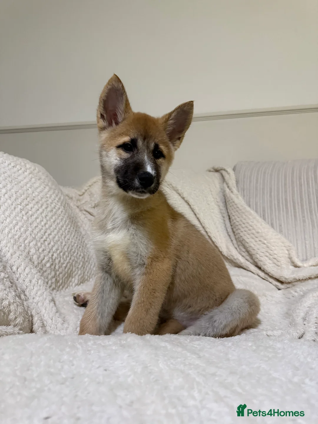 Huskita dogs for sale: Huskita Puppies FULLY VACCINATED - Advert 21