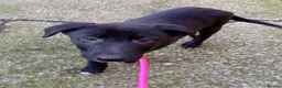 Mixed Breed dogs for sale: Lurcher pups (Collie x Whippet) - Advert 2