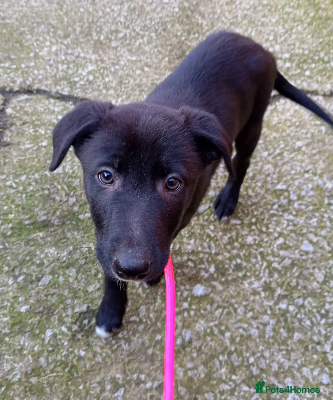 Mixed Breed dogs for sale: Lurcher pups (Collie x Whippet) - Advert 2