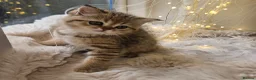 Scottish Fold cats for sale: Reduced💥£350 ready now Tica scottish fold london  - Advert 15