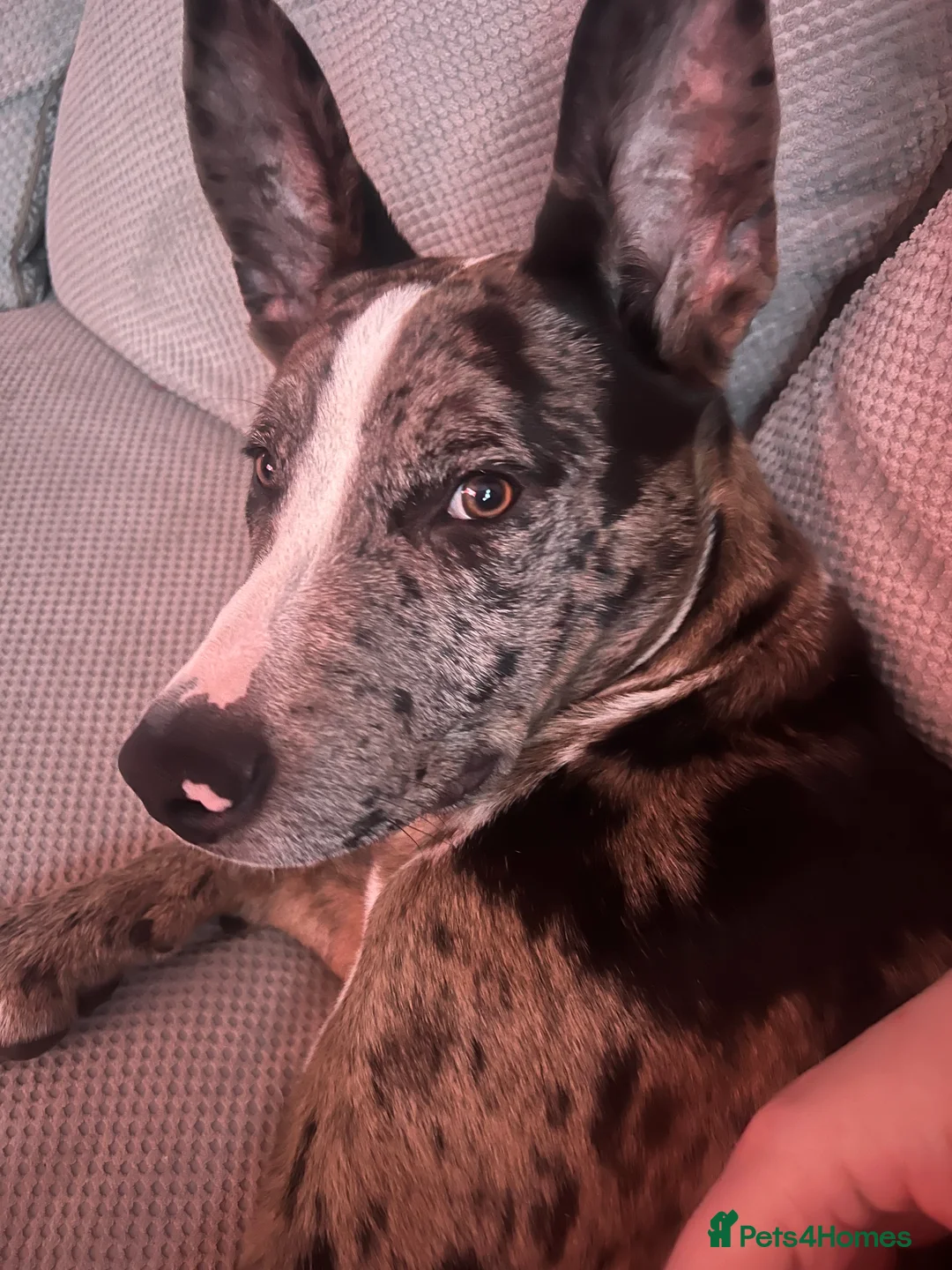 Mixed Breed dogs for sale: Bouncy Bleu  - Advert 3