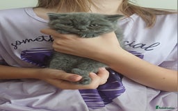 British Shorthair cats for sale: British Shorthair  - Image 28