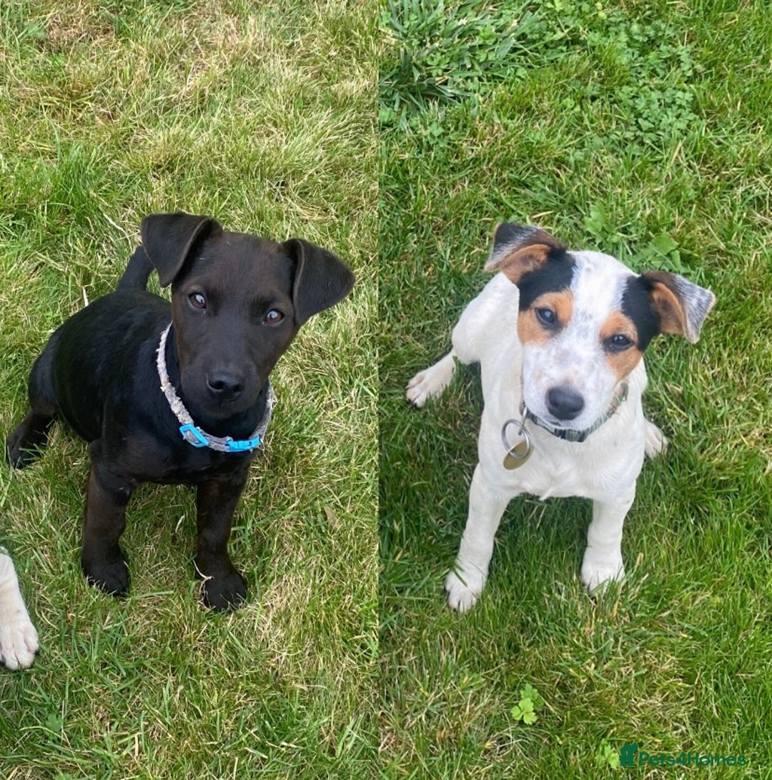 Jack Russell dogs for sale: 2 beautiful dogs for sale - Advert 1