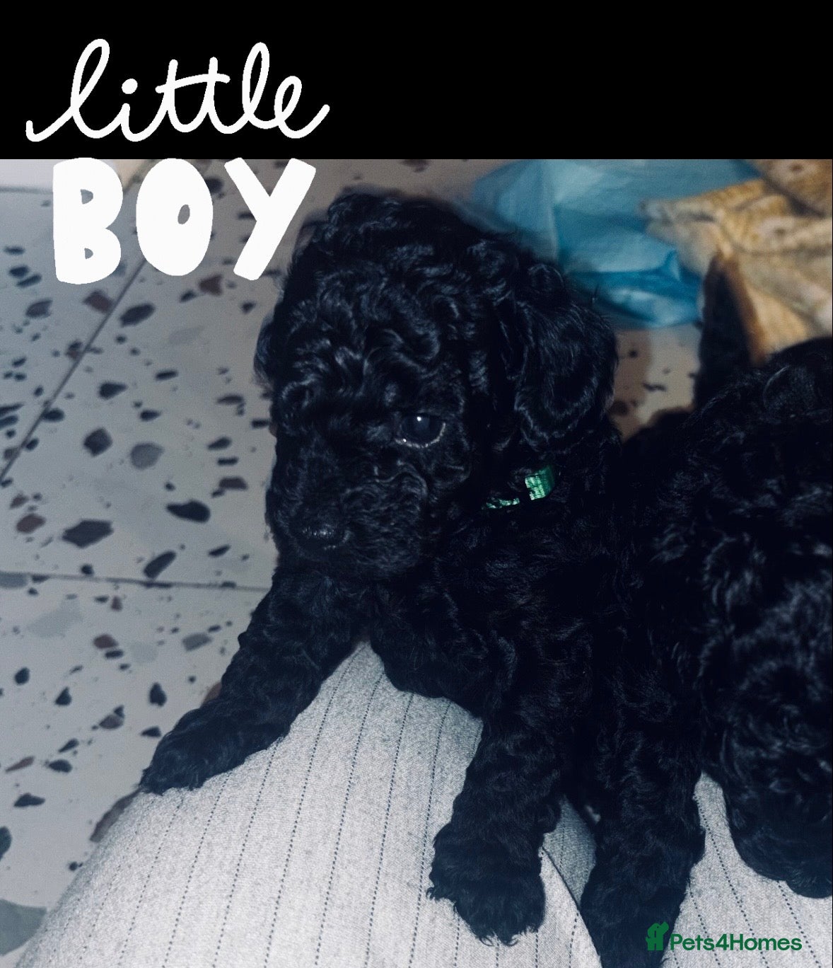 Cavapoo dogs *Last BOY REDUCED £1575*💙F1b Toy Cavapoo pups - Advert 17