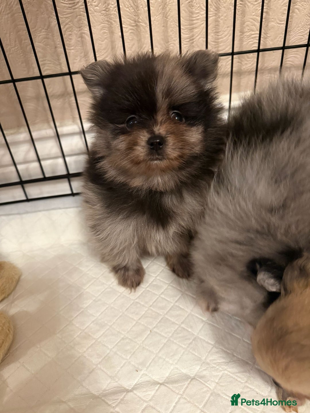 Pomeranian dogs for sale: Pom Puppies - Advert 9