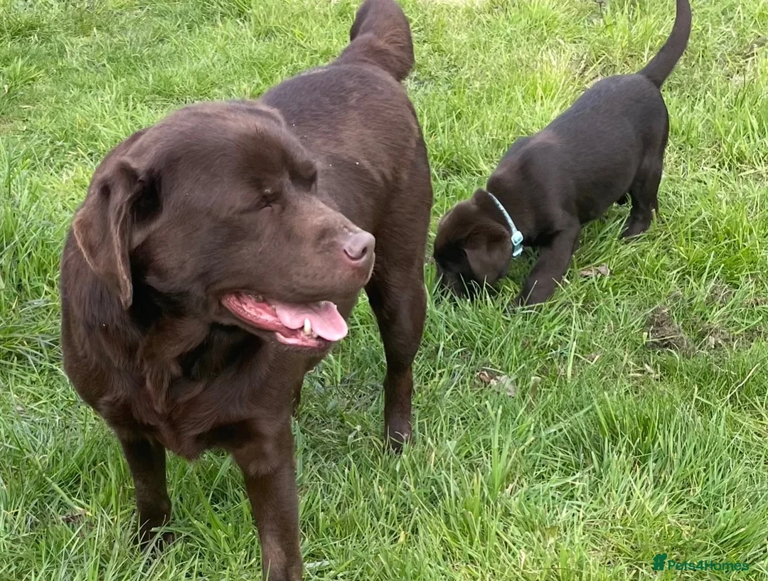 Labrador Retriever dogs for sale: Labrador puppies - Advert 2