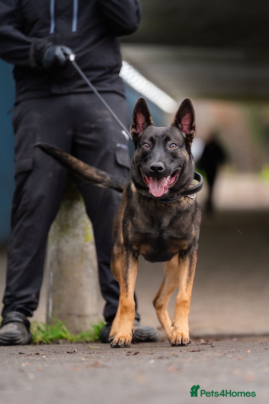 Belgian Shepherd Dog dogs for sale: Herder Bones 🦴 - Advert 8