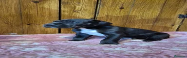 Great Dane 5