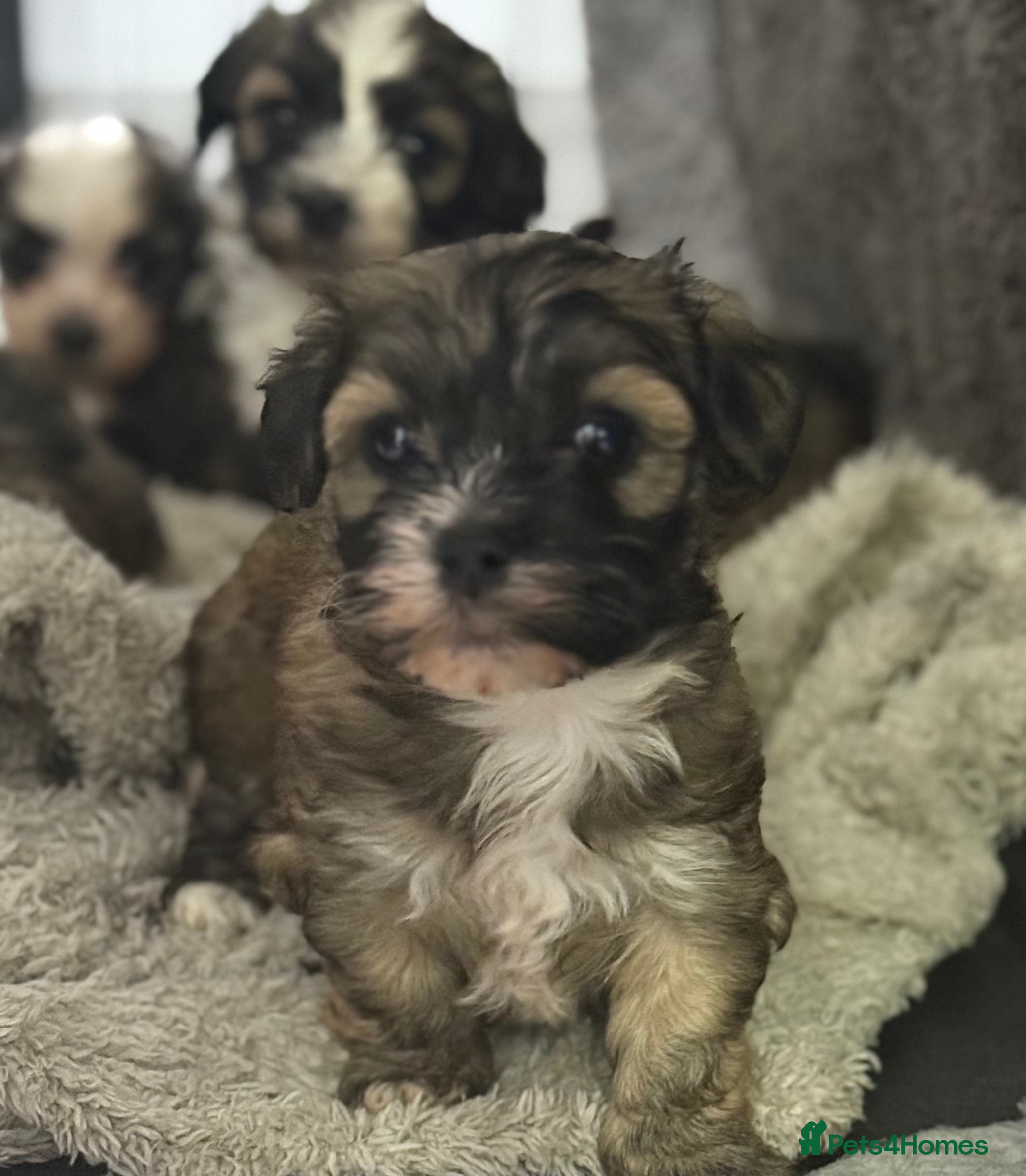 Havanese dogs Adorable Havanese Puppies for sale - Advert 11