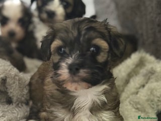Havanese dogs Adorable Havanese Puppies for sale - Advert 5