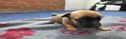 Jack Russell dogs for sale: Beautiful Puppies Jack Russell  - Advert 7