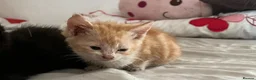 Mixed Breed cats for sale: Last 2 kittens left - Advert 5