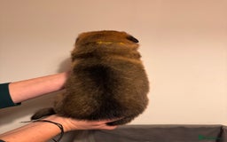 German Shepherd dogs for sale: KC German Shepherd Working line puppies 🐶  - Image 4