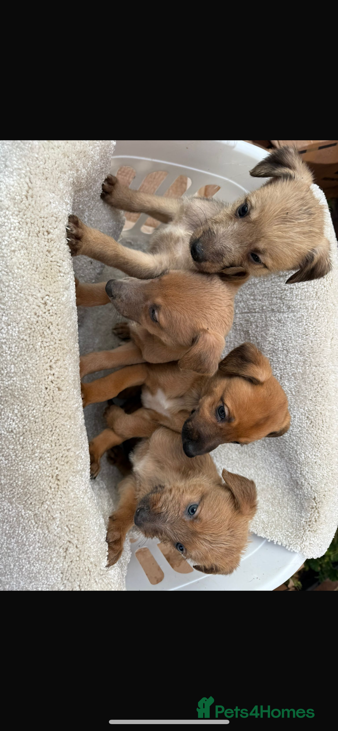 Mixed Breed dogs for sale: Beddlington/whippet/greyhound - Advert 1